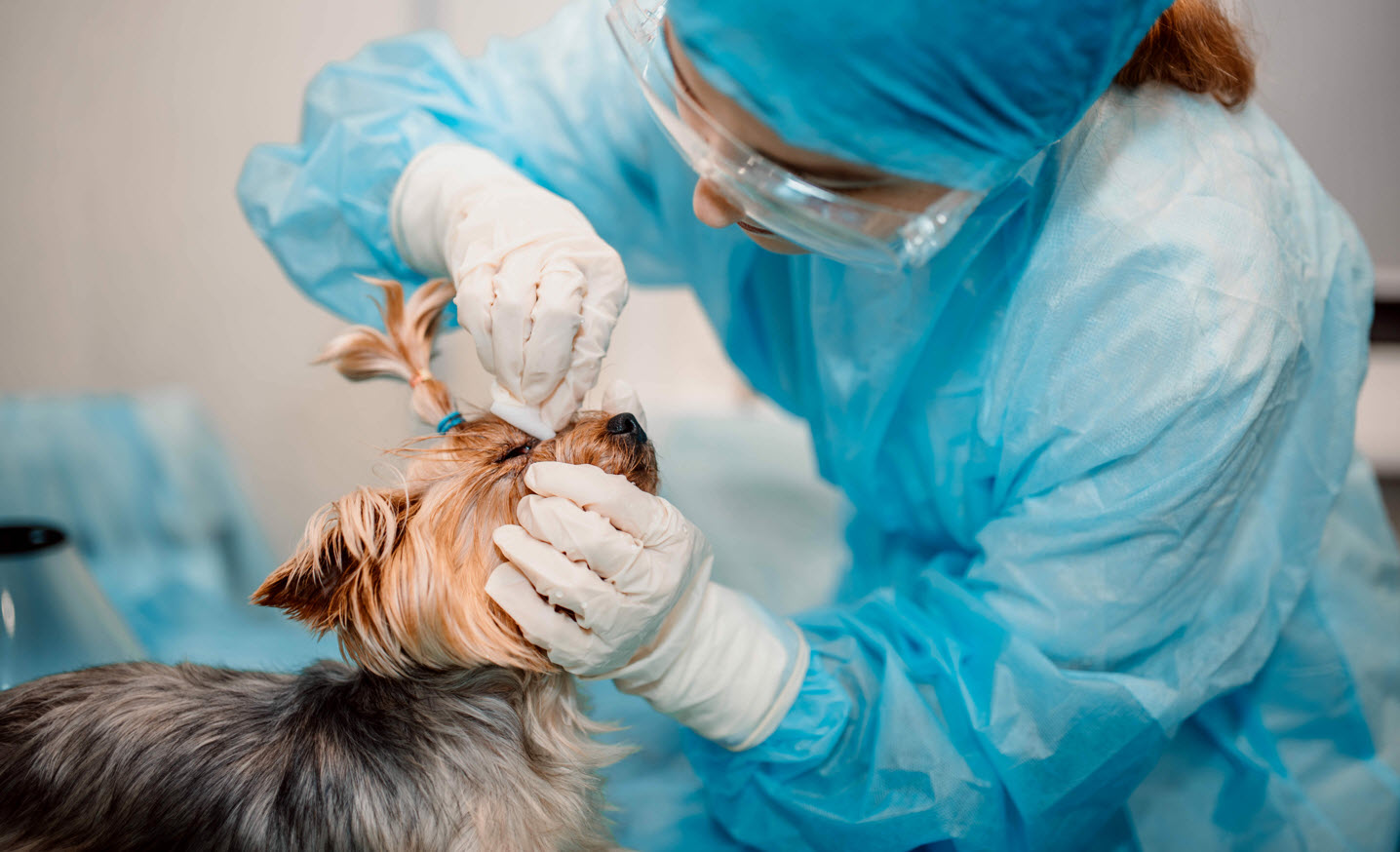 Dog Eye Cleaning Services