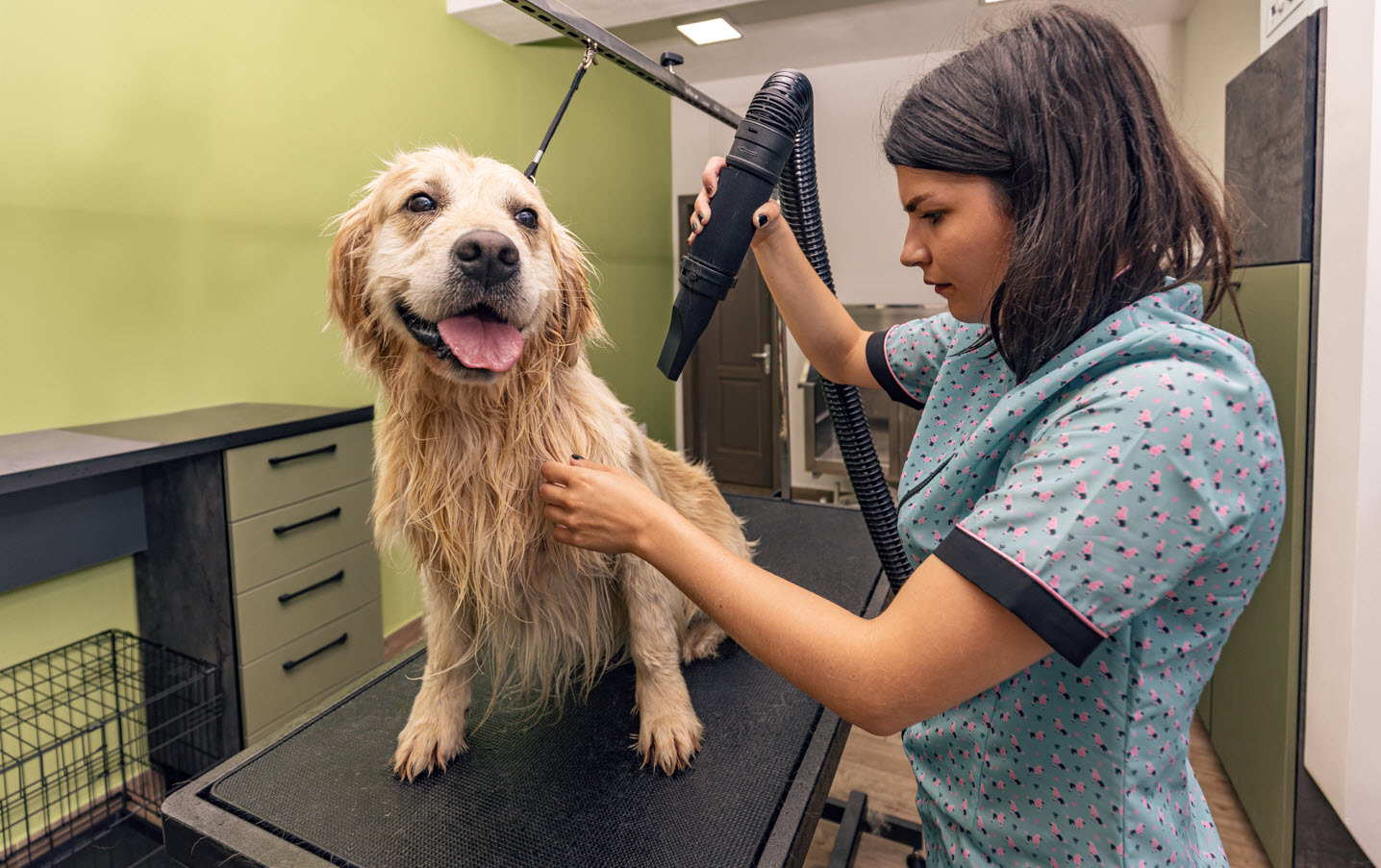 Dog Blow Drying Services
