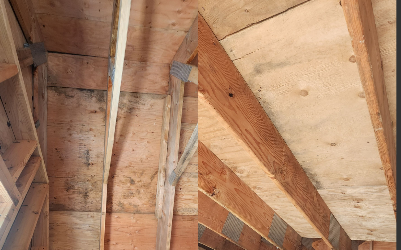 Mold Testing & Remediation