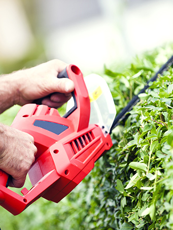 Shrub Shaping