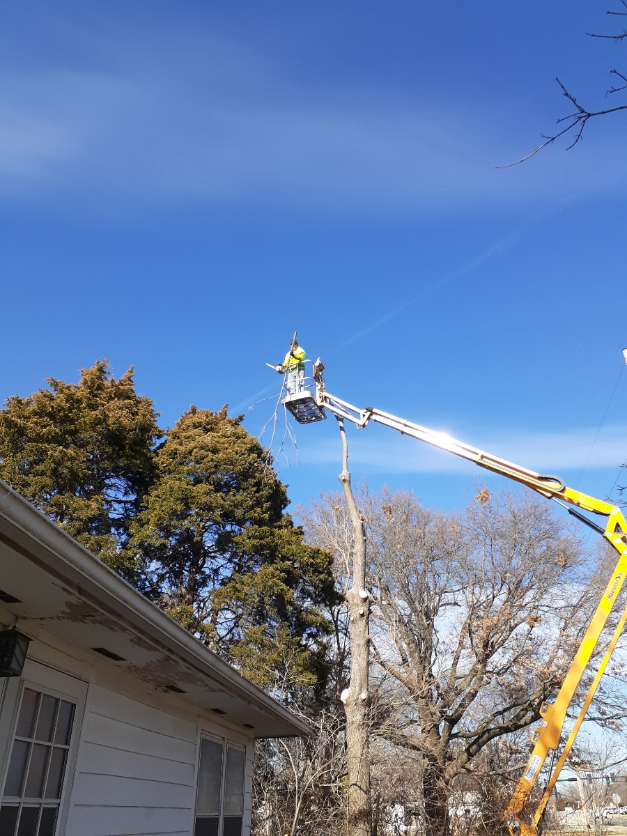 Tree Trimming & Prunning 