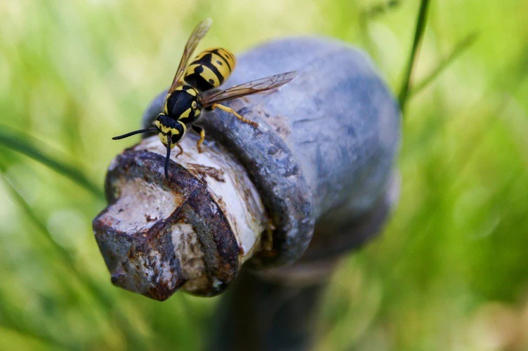 Bee & Wasp Control