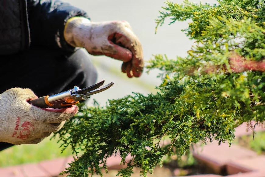 Lawn Maintenance & Care
