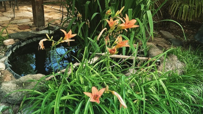 Irrigation Water Audit