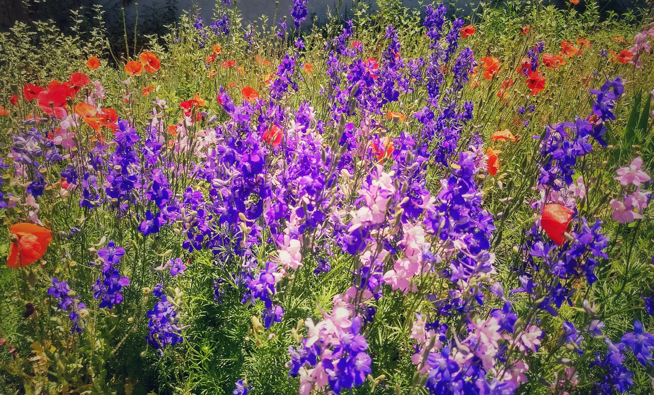 Pollinator Garden Consultation