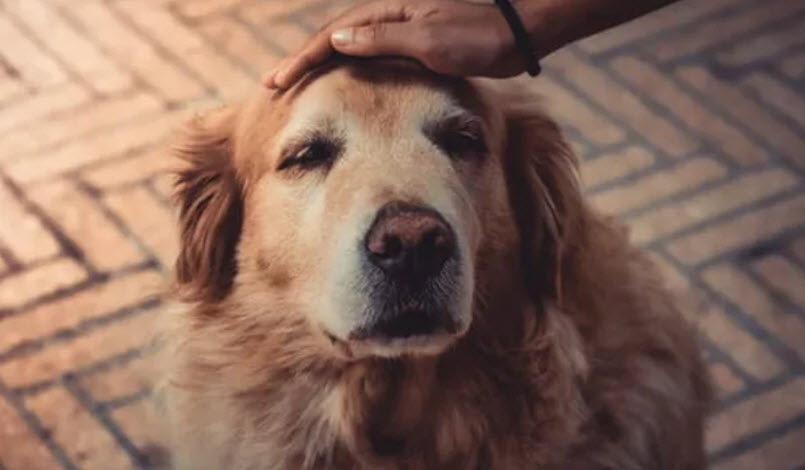 Deaf / Blind Dog Training