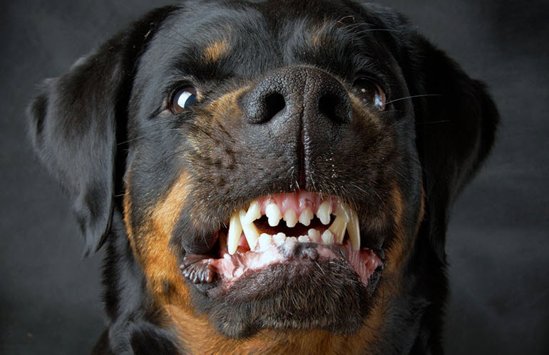 Growling