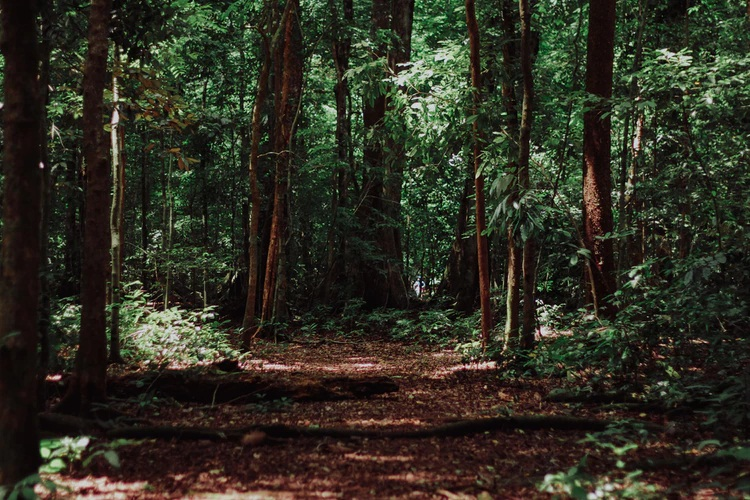 Forestry