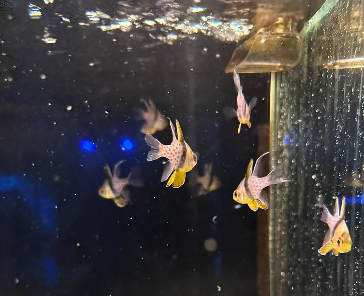 Live Fish