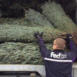 Trees for Troops