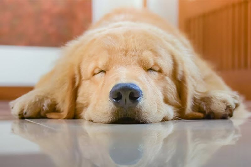 Pet-Friendly Hotel