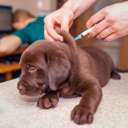 Vaccinations