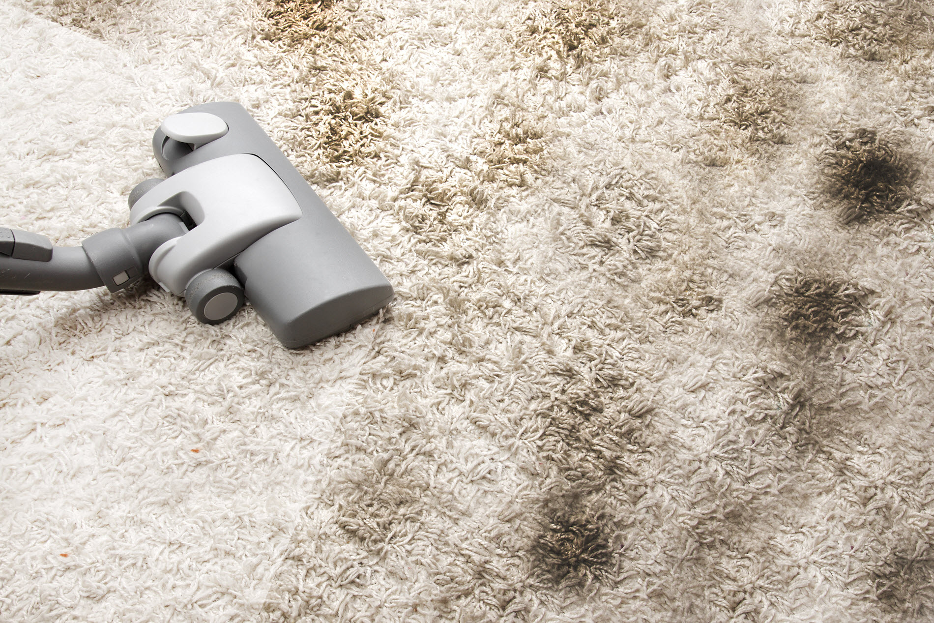 Carpet and Upholstery Cleaning