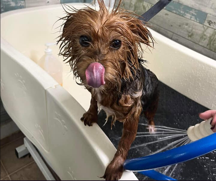 Bath & Brush