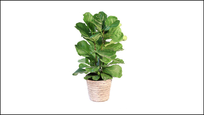 Plants