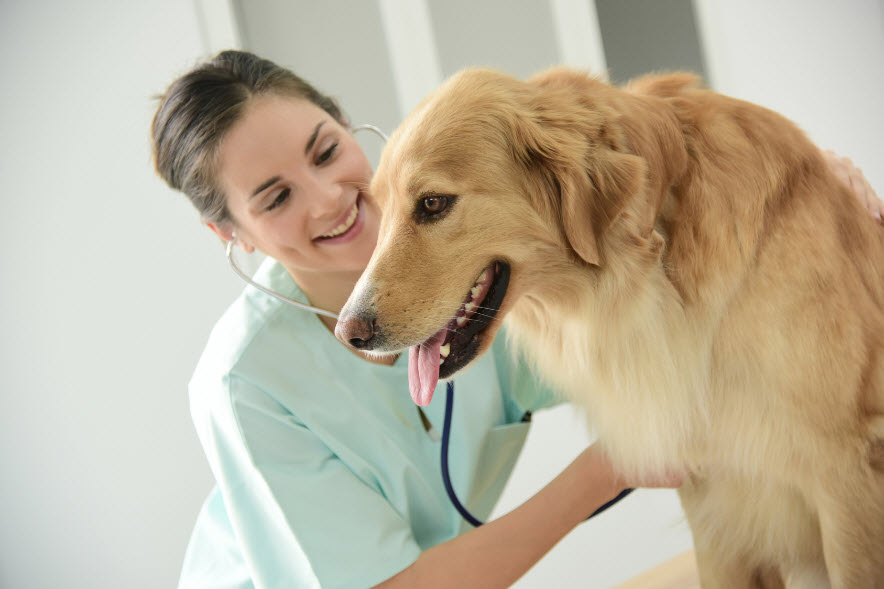 Veterinary Coordination