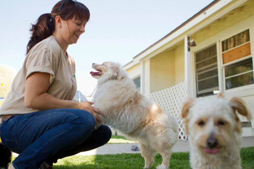 Pet Daycare