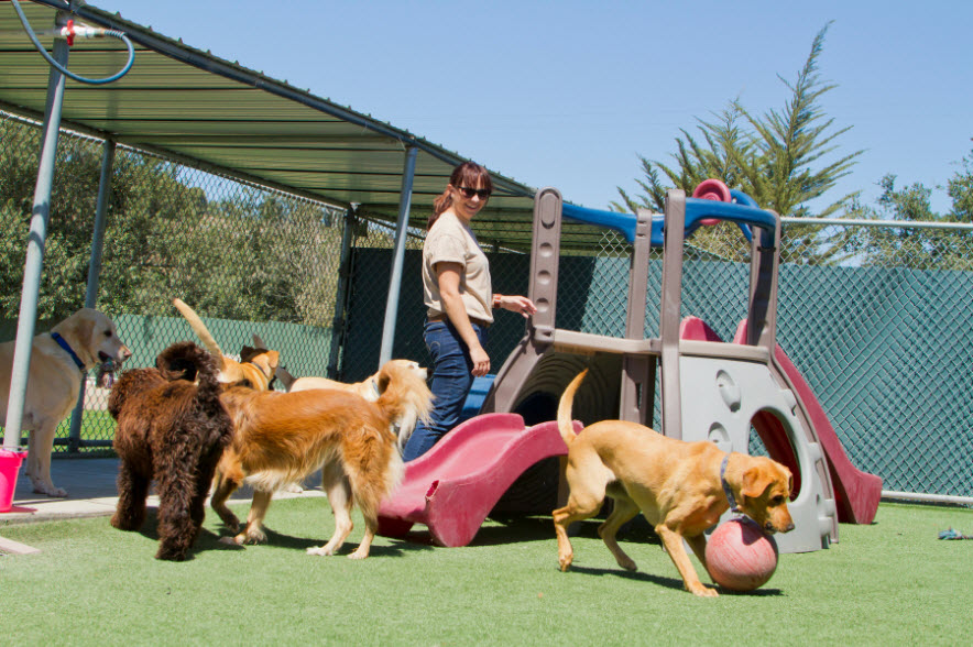 Playtime Enrichment