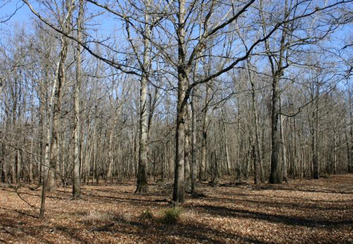 Land Management at Headwaters