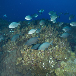 Fisheries Management