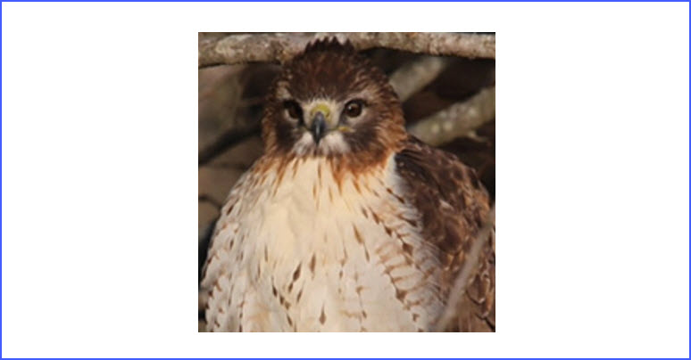 Threatened and Endangered Species Surveys and Management