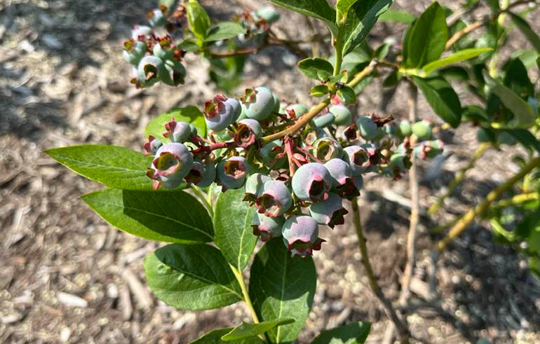  Berry Picking Experience