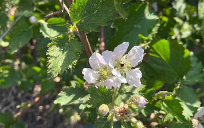 Seasonal U-Pick Flowers