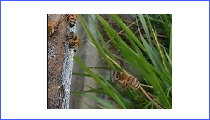 Beekeeping Demonstrations