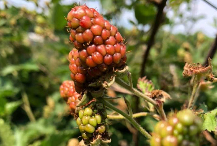 Seasonal Harvest Festivals