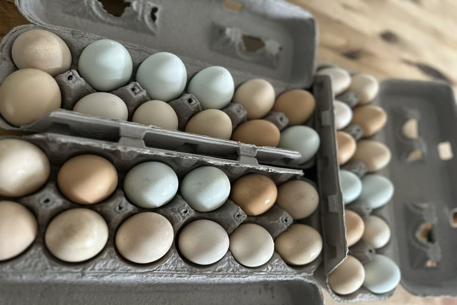 Fresh Eggs “by the Dozen”