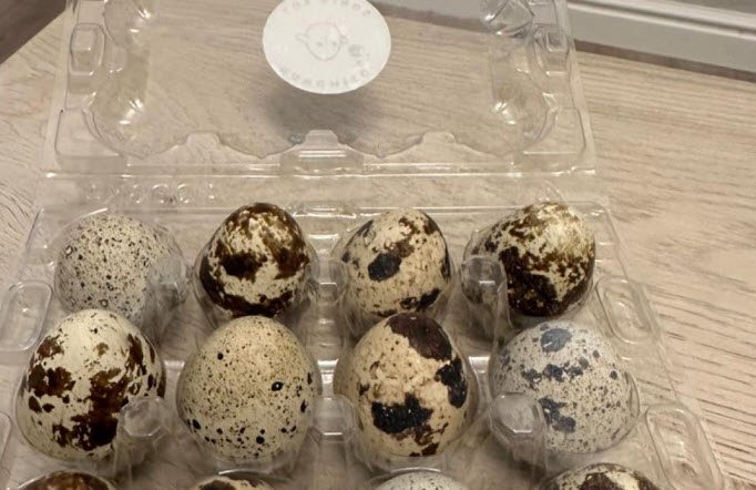 Quail Eggs “by the Dozen”