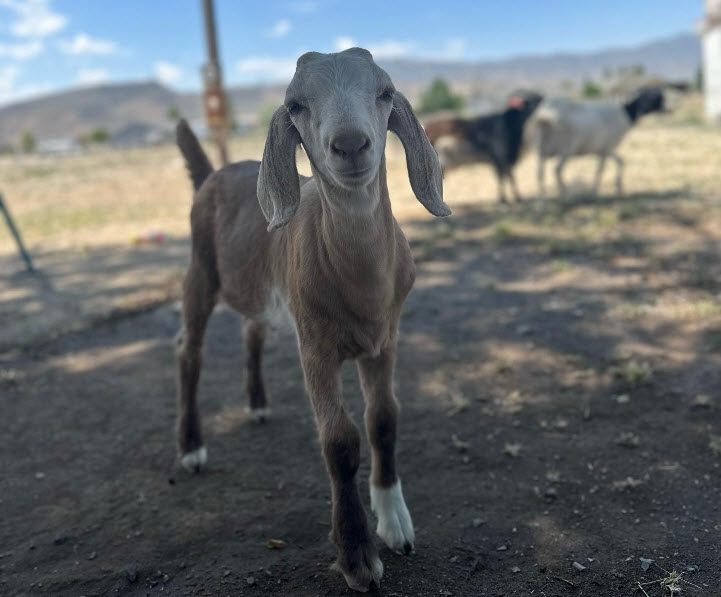 Goats