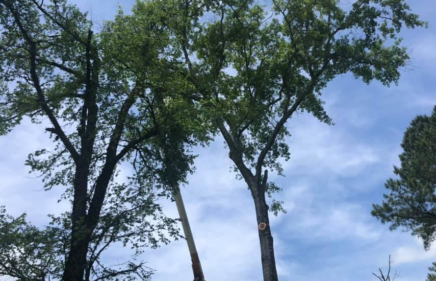 Tree Trimming