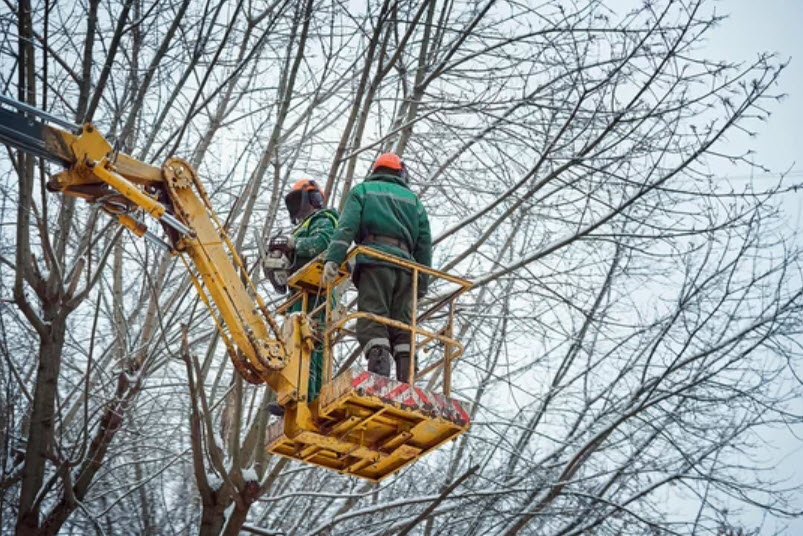 Tree Care and Arborist Services