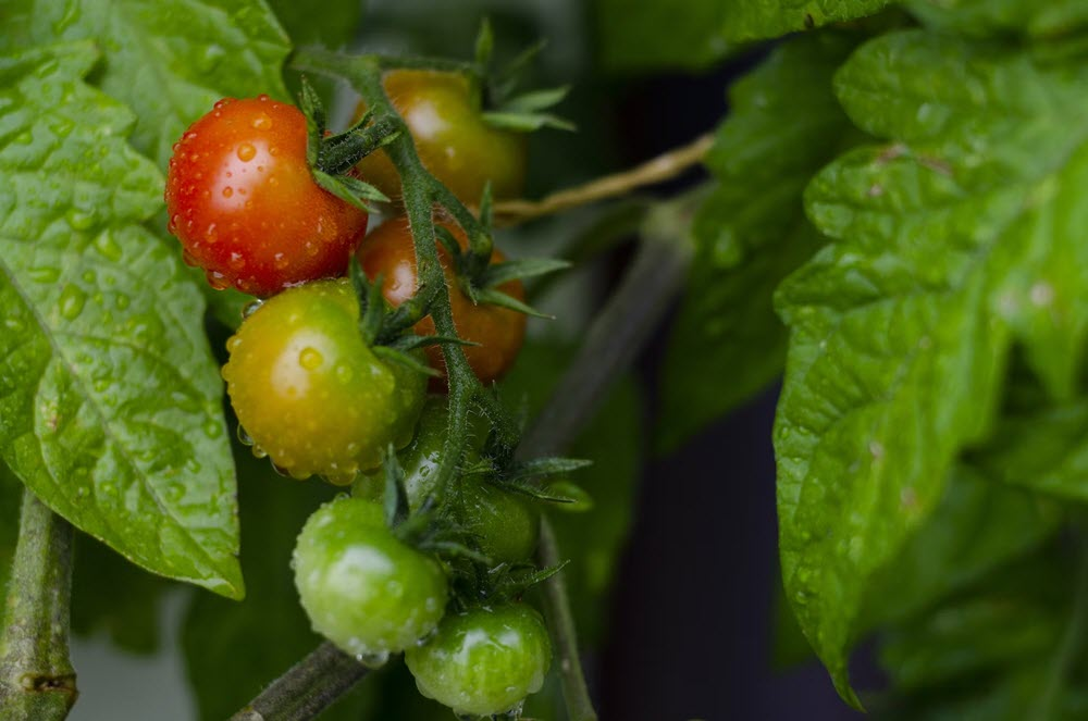 Organic Crop Cultivation