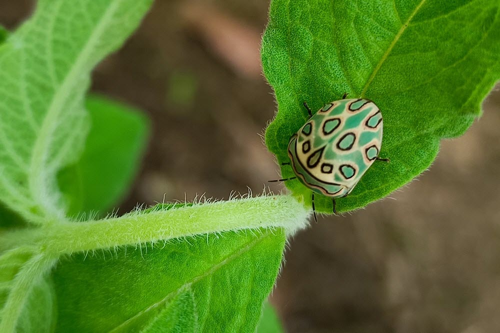 Pest & Disease Control Strategies