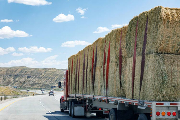 Hay Export Services