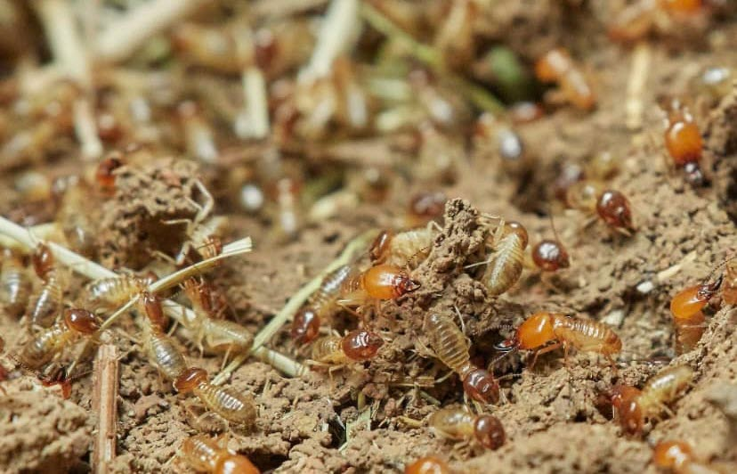 Termite Inspections and Treatments