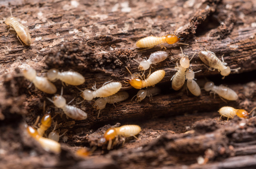 Termite Exterminator