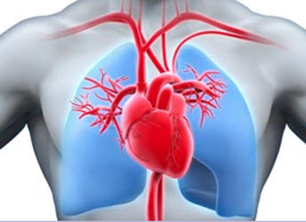 Heart, Lung & Vascular