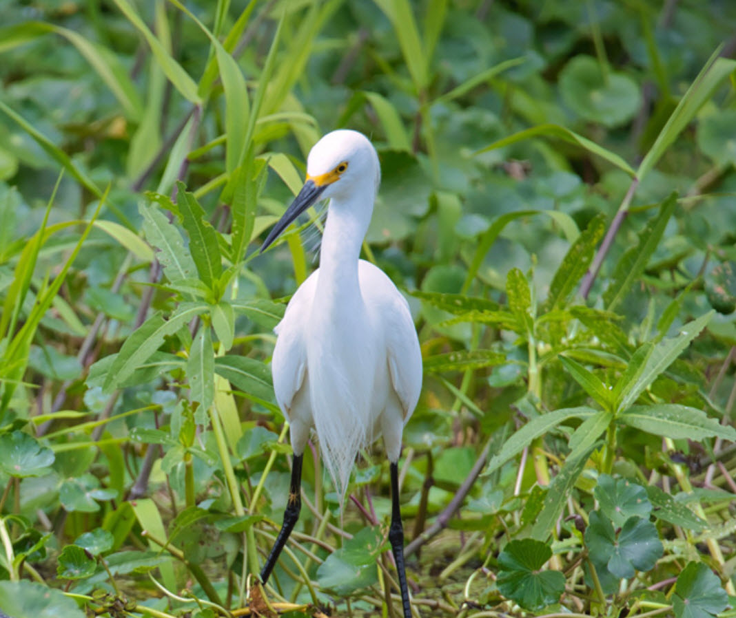 Wildlife & Vegetation School Charters