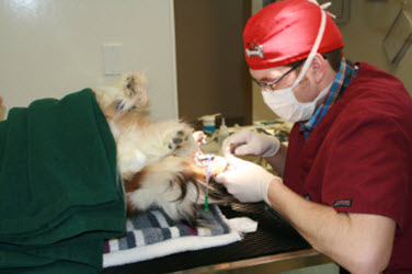 Dental Care