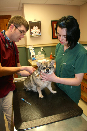 Preventative Care