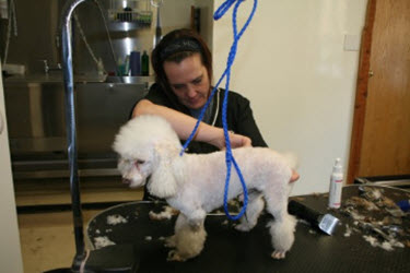 Grooming and Boarding