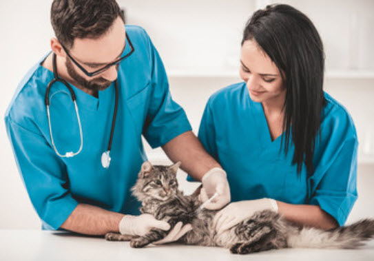 Medical Care