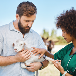 Livestock Health Consultation