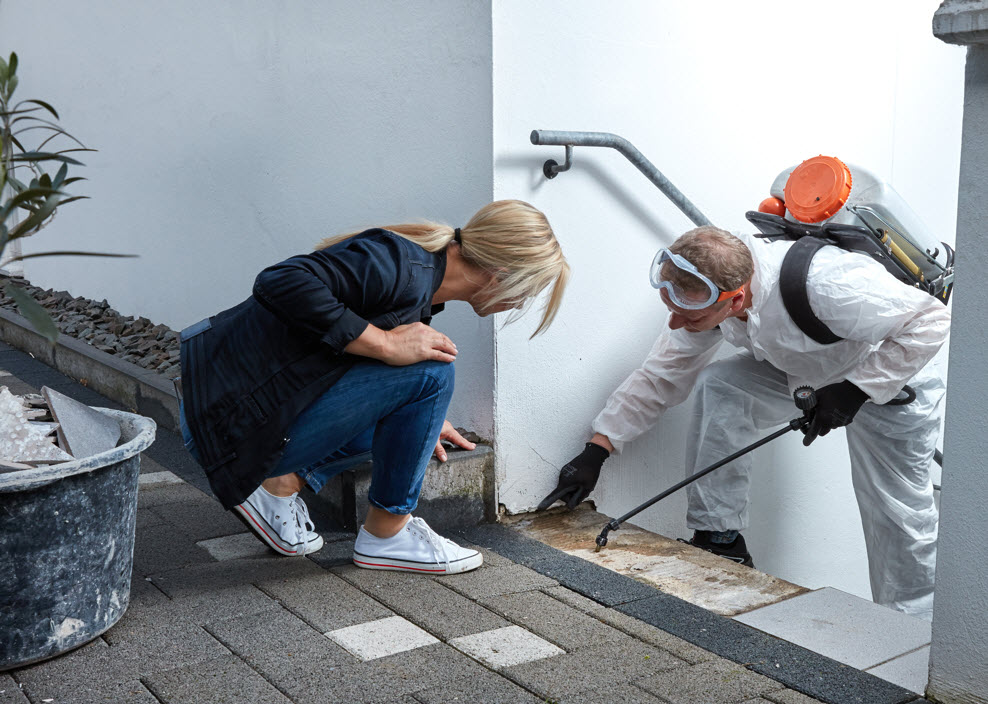 Pest Prevention Consultations