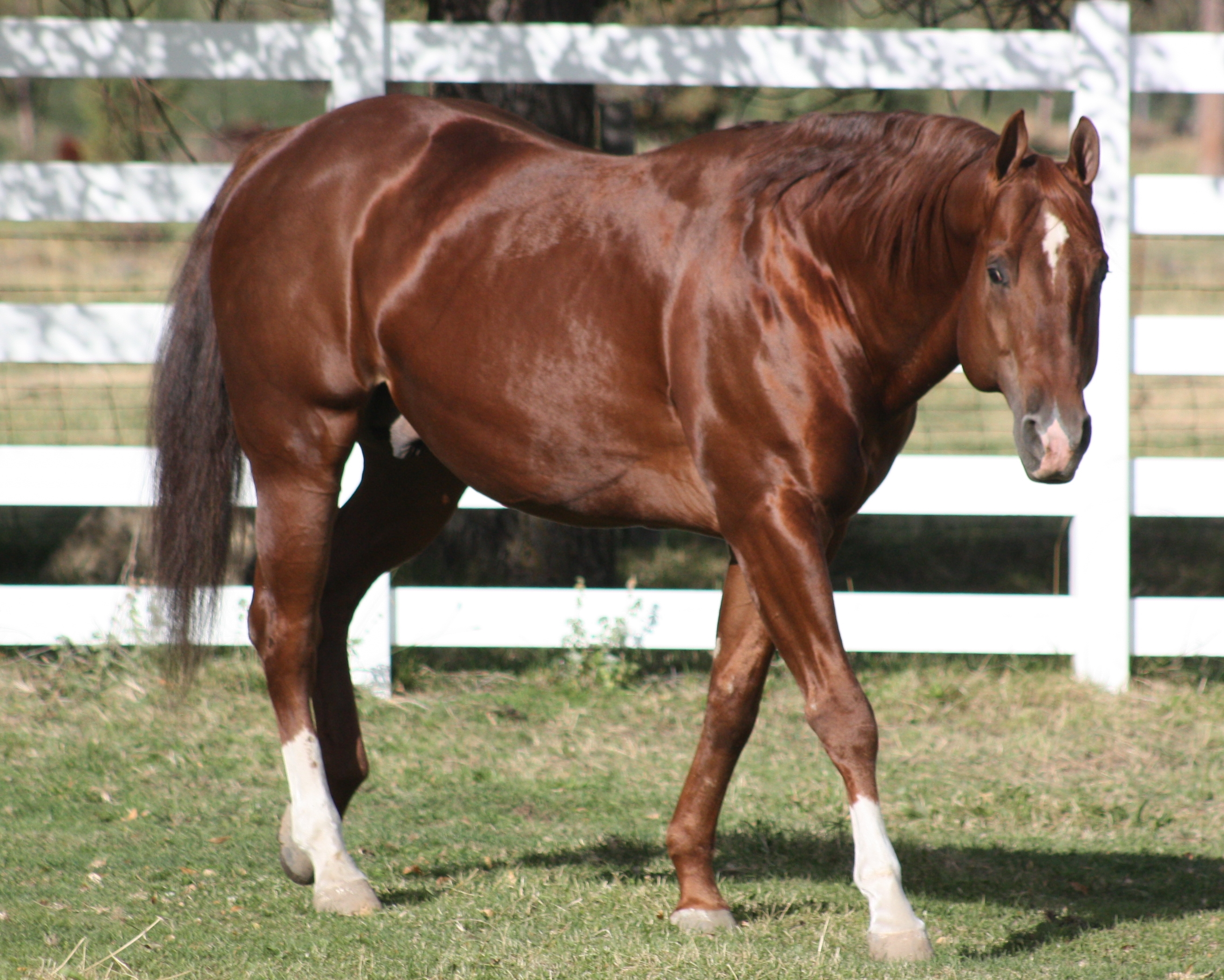 Horse Feed and Supplies