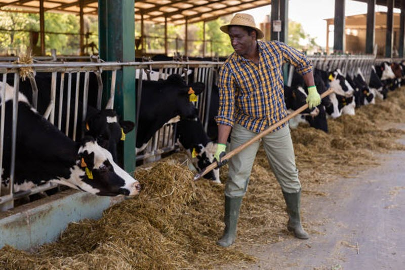 Hay & Forage Sourcing