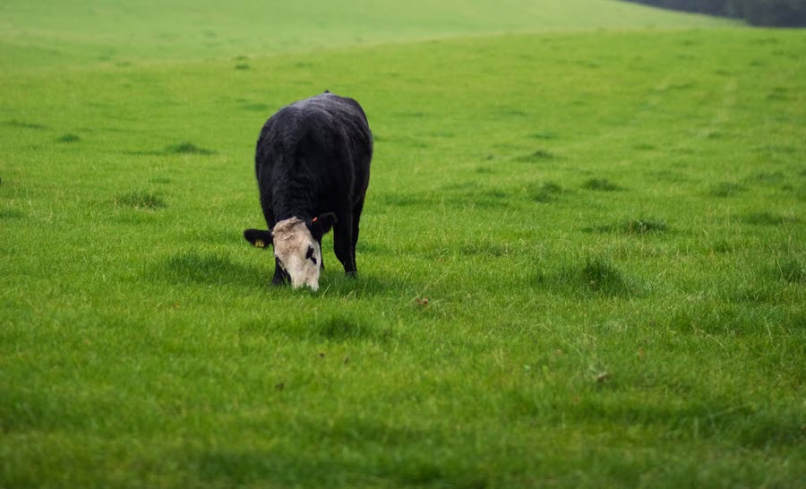 Pasture Management